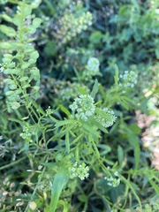 Lepidium densiflorum