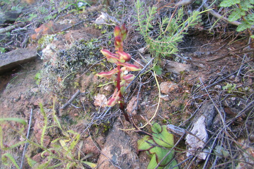 Image of Satyrium pygmaeum by (c) James Deacon, some rights reserved (CC BY-SA)