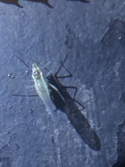 Euceraphis