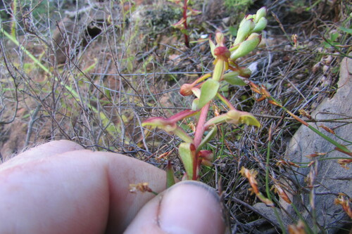 Image of Satyrium pygmaeum by (c) James Deacon, some rights reserved (CC BY-SA)