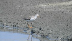 Xenus cinereus