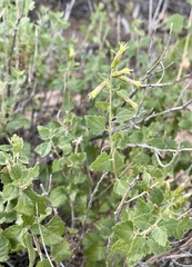 Brickellia californica