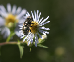 Eristalinus