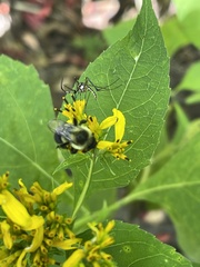 Toxorhynchites rutilus