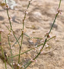Eriogonum deflexum