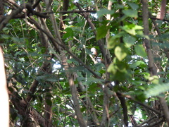 Pomatorhinus musicus