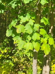 Acer nigrum