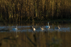 Cygnus columbianus bewickii