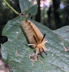 Phaegopterina