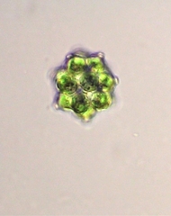Coelastrum pulchrum