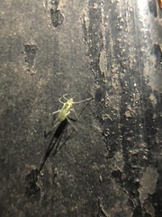 Euceraphis