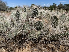 Opuntia polyacantha