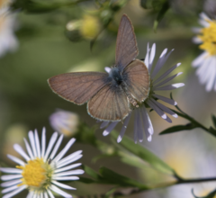 Leptotes pirithous
