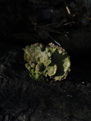 Trichaptum fuscoviolaceum