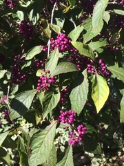 Callicarpa