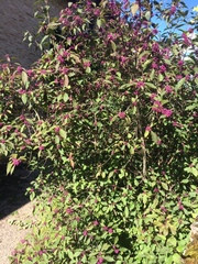 Callicarpa