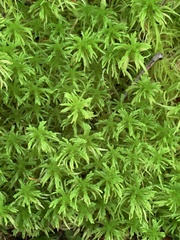 Sphagnum girgensohnii