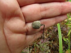 Anemonoides sylvestris