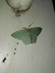 Thalassodes immissaria