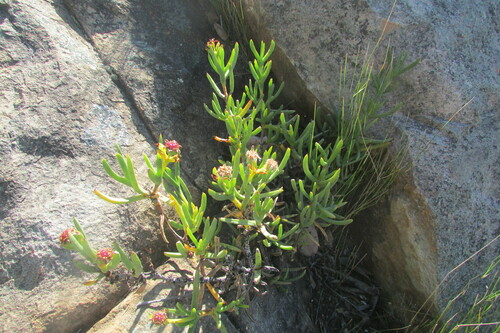 White-flowered Mesemb (Stayneria neilii)