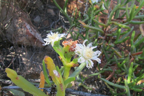 Image of Stayneria neilii by (c) James Deacon, some rights reserved (CC BY-SA)