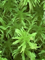 Sphagnum girgensohnii