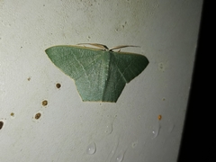 Thalassodes immissaria