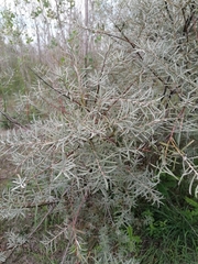 Salix eleagnos