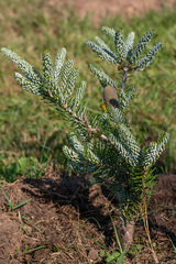 Abies koreana