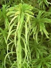Sphagnum girgensohnii