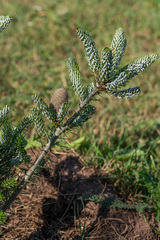 Abies koreana