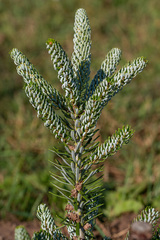 Abies koreana
