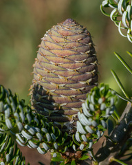 Abies koreana