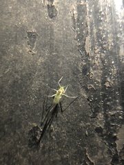 Euceraphis