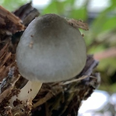 Pluteus salicinus