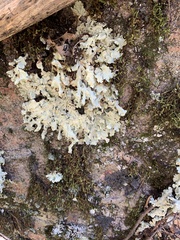 Flavoparmelia baltimorensis