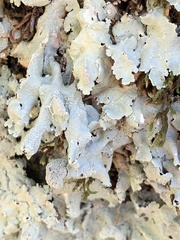 Flavoparmelia baltimorensis