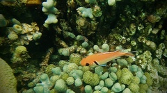 Myripristis jacobus