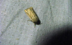 Mythimna riparia