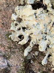 Flavoparmelia baltimorensis