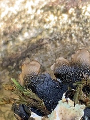 Flavoparmelia baltimorensis