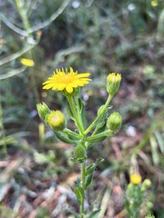 Heterotheca subaxillaris