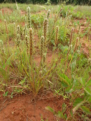 Plantago aristata