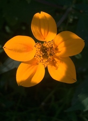Sclerocarpus divaricatus