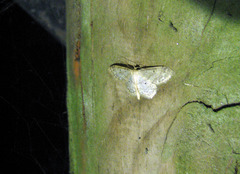 Idaea biselata