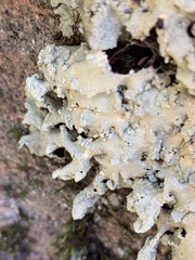 Flavoparmelia baltimorensis