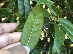 Quercus tatakaensis