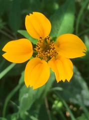 Sclerocarpus divaricatus
