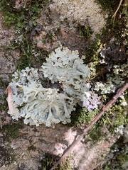 Flavoparmelia baltimorensis