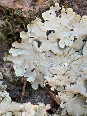 Flavoparmelia baltimorensis